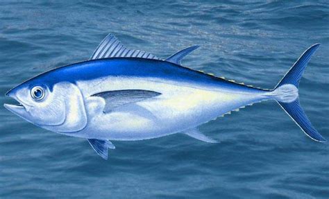 Bigeye Tuna… Take a Look | PELAGIC Fishing Gear