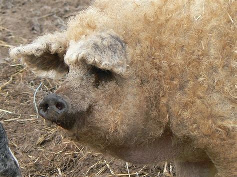 Mangalitsa, The Pig That Resembles a Sheep | Amusing Planet