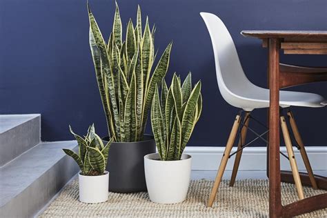 Clear the air: the best air-purifying office plants for boosting productivity in work spaces ...