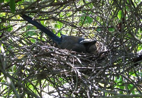 Florida Scrub-Jay on nest | FWC Photo by Craig Faulhaber | Flickr