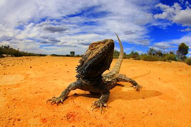 Minden Pictures - (pogona and (vitticeps or vitticep))