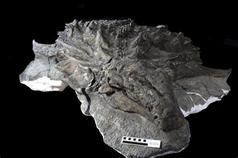 Researchers look a dinosaur in its remarkably preserved face | Ars Technica