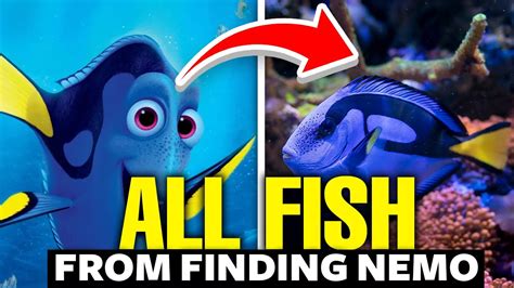 All The Fish From Finding Nemo Explained 🐠 - YouTube