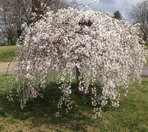 Ornamental Flowering Trees For Small Gardens / Buy ornamental cherry Prunus 'Snow Goose ...