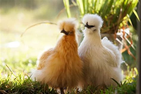 Silkie Chicken Breed - Guide to Eggs, Colours & Buying