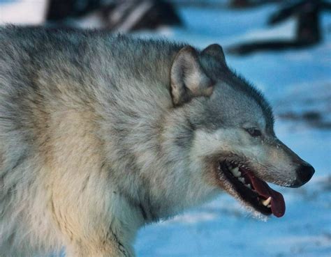 Rabies cyclical in Labrador wildlife, Hugh Whitney says | CBC News