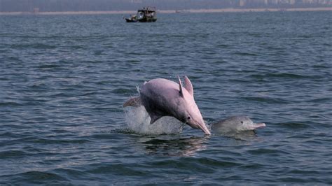 Endangered Chinese white dolphins living in south China - Xinhua ...