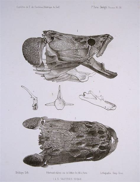 Scientific Illustration | The Skull of an arapaima (Arapaima gigas ...