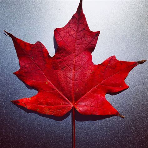 A perfect maple leaf from the yard, here in Canada : r/pics