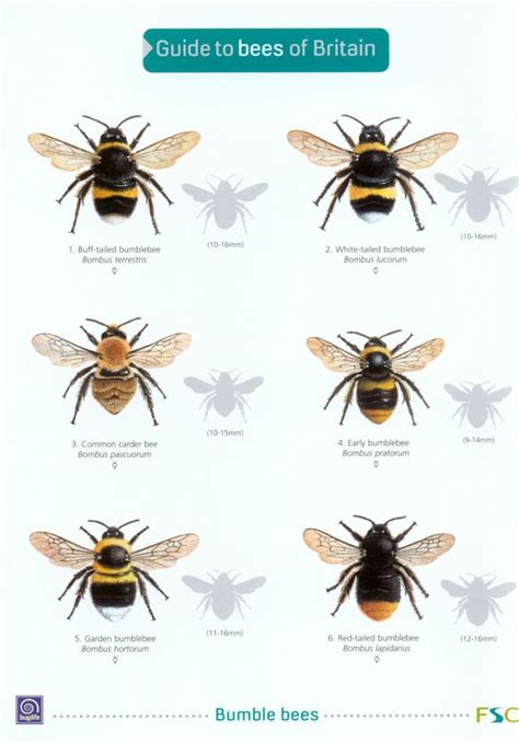 Guide to Bees of Britain | Bee, Bee identification, Bumble bee