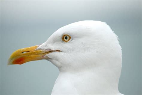 Seagull closeup stock photo. Image of closeup, beak, white - 5775808