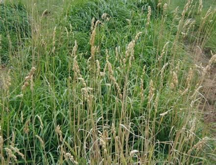 Orchardgrass