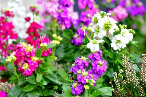 How to Grow and Care for Stock Flowers