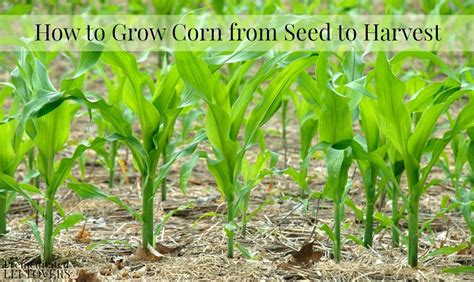 How to Grow Corn in Your Garden - From Seed to Harvest