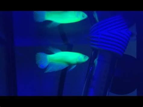 Glofish betta under different color lights - YouTube