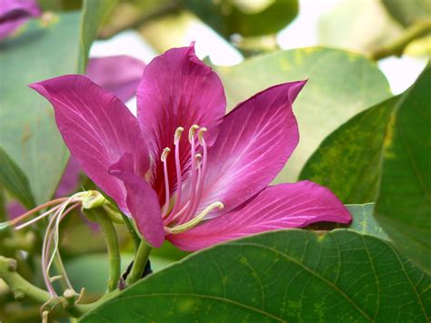 Bauhinia x blakeana (Blake's bauhinia, Camel's Foot, Hong Kong Orchid, Hong Kong Orchid Tree ...