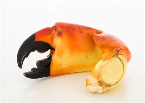 Stone crab claw on a white background - StockFreedom - Premium Stock Photography