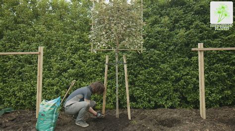 Paramount Plants Video Guide on How to Plant Pleached Trees - YouTube