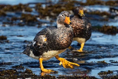 Falkland Islands Wildlife | Falklands nature photo trip | Far South Exp