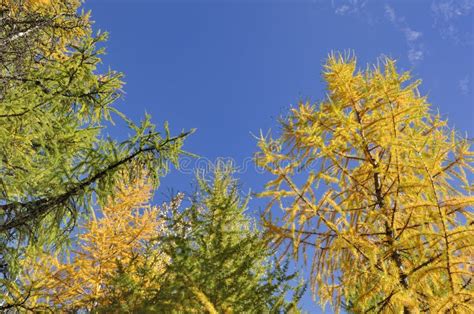 Beautiful Yellow Larches in Autumn on Blue Sky Background Stock Image ...