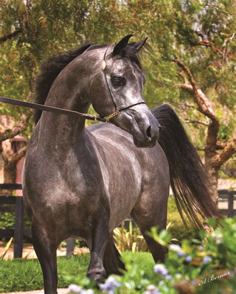 El Chall Wr (Magnum Chall HVP x Major Love Affair) | Arabian horse, Horse pictures, Horses