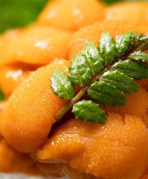 Fresh Sea Urchin (Uni) – Happy Oishi