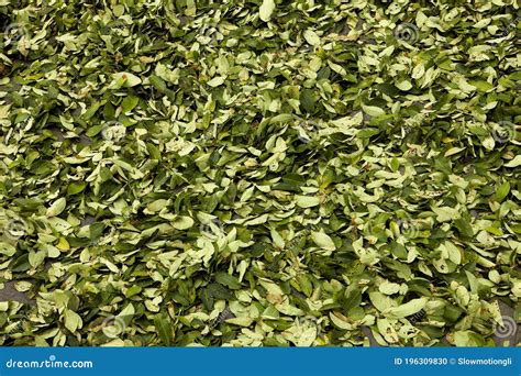 Coca, Erythroxylum Coca, Cocaine Production, Drying Leaves at Pilcopata Village, Andes, Peru ...