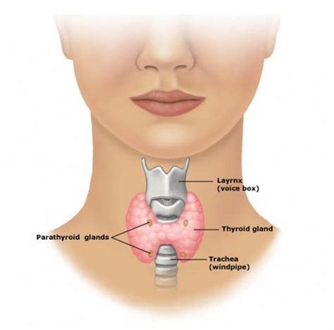 Thyroid Disorders | Maitland Chiropractor - The Bolick Clinic of ...