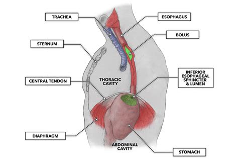 CrossFit | The Gastrointestinal System: The Esophagus