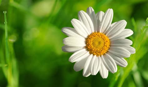 White Flowers Wallpaper