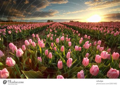 sunset over pink tulip field - a Royalty Free Stock Photo from Photocase