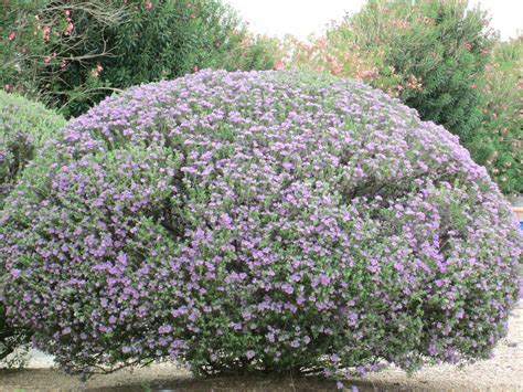 Texas Sage Bush | Tj's Garden