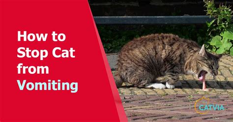 How Can I Stop My Cat From Vomiting?