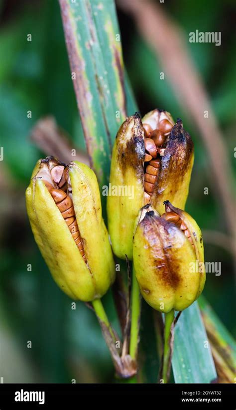 Lily Seed Pods Stock Photo - Alamy