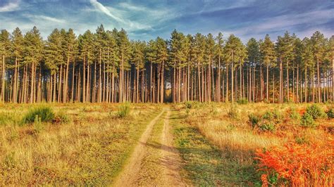 Thetford Forest Park - Heroes Of Adventure