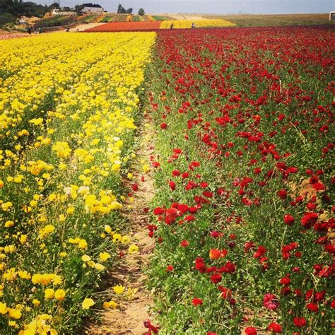 Weekend Snapshots: The Flower Fields in Carlsbad - Vagabond3 World Travel Blog