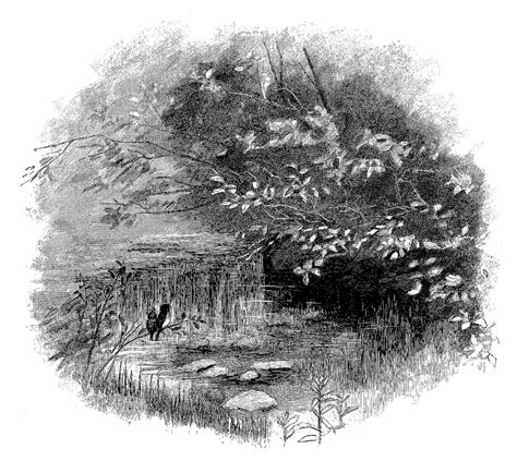 Digital Stamp Design: Pencil Artwork Drawing Vintage Illustrations Nature Trees Birds Images