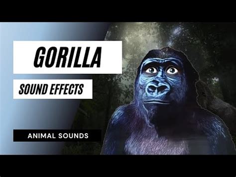 Gorilla Growling Sounds / Sound Effect / Animation - YouTube