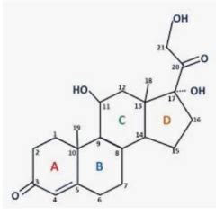 Exam #2: Steroid Nomenclature | Quizlet