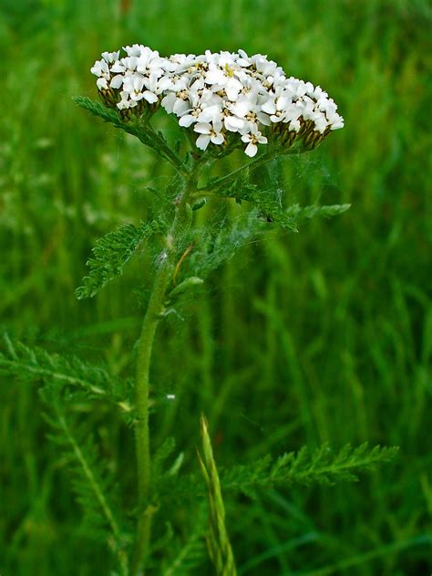 White Yarrow Seeds - Achillea millefolium - Medicinal - Mosquito ...