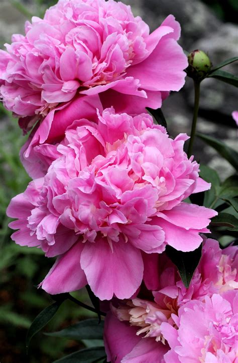 deep pink peonies | liz west | Flickr