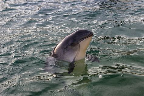 The Six Species Of Porpoises Living In The World Today - WorldAtlas