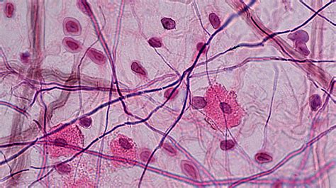 Loose Connective Areolar Tissue