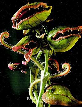 baby u r my angel | Venus fly trap, Carnivorous plants, Insectivorous plant