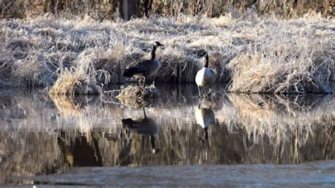 Geese Swimming in the Ocean · Free Stock Video