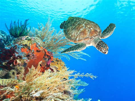 Endangered Red Sea turtle returned to its natural habitat | Al Bawaba