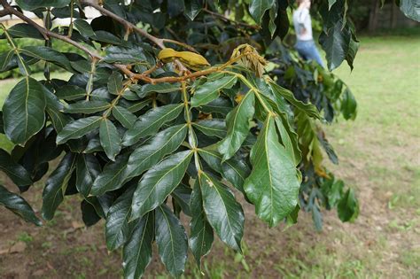 Leaves of "Ice Cream Bean" tree | There is one fruit (seedpo… | Flickr