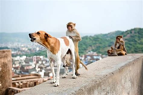 Mating People Stock Photos, Pictures & Royalty-Free Images - iStock