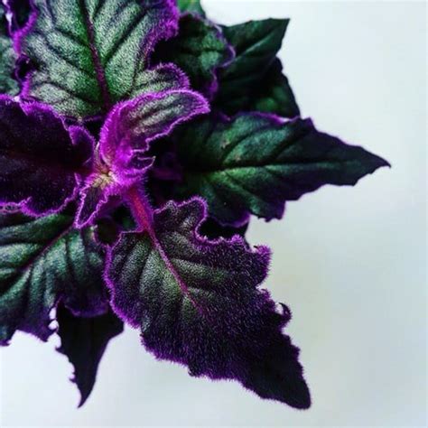 10 Stunning Velvet Leaf Indoor Plants | Balcony Garden Web