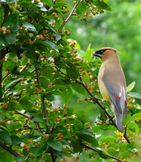 Five Native Berry-Producing Trees and Shrubs for Birds — Ontario Native Plant Nursery ...